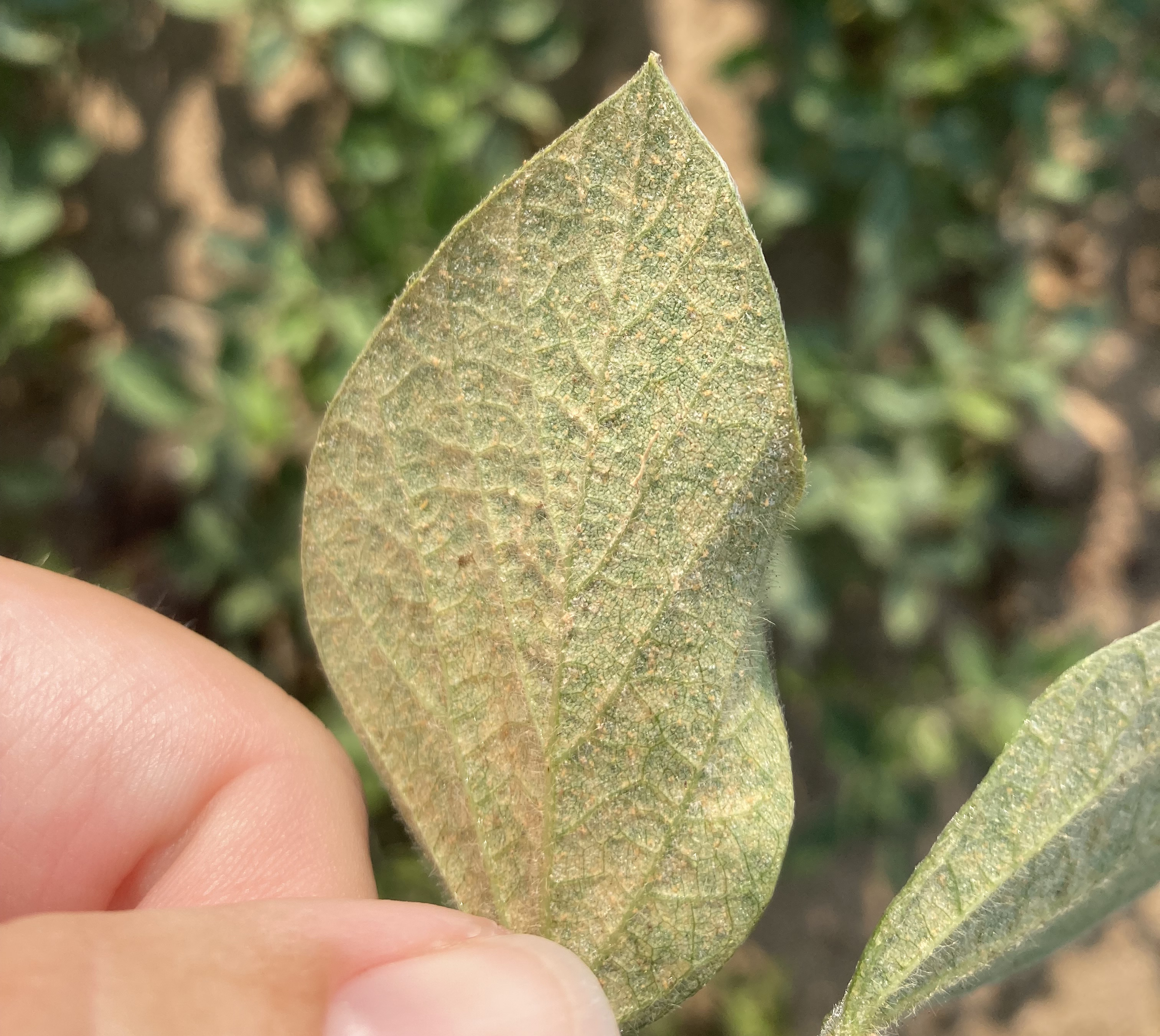 A soybean leaf with yellow "strippling" caused by spider mites.